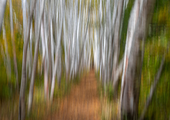Amongst the Pirches.  Intentional Camera Movement.  Northern New Hampshire.