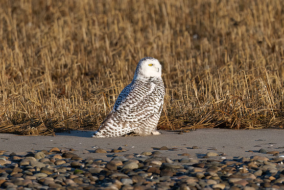 Snowy Owl on Beach with Golden Light, Duxbury, Massachusetts.