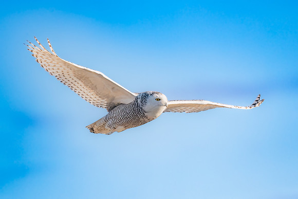 Snowy Owl Flying, Duxbury, Massachusetts.