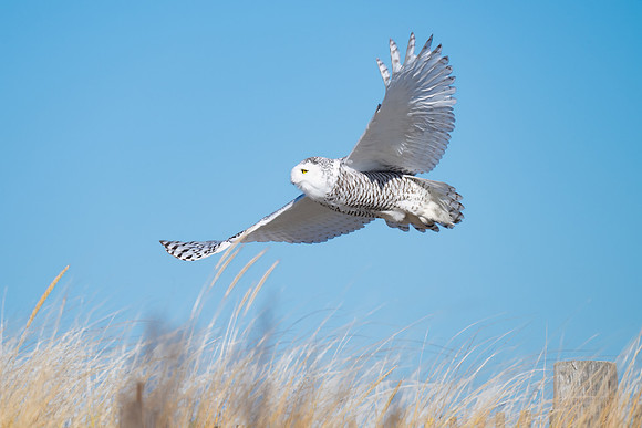Snowy Owl Flying Grasses, Duxbury, Massachusetts.