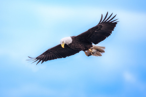 Bald Eagle Flying with Fish.  Exeter, NH.
