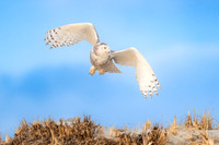 Snowy Owl Take Off. Hampton Beach State Park, NH.