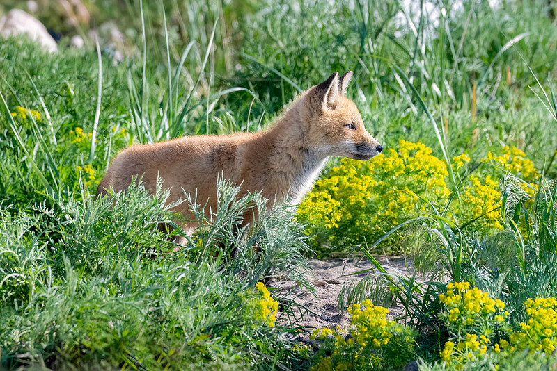 Muscott Chasing the Golden Light Photography by Howard S. Muscott | Slideshow
