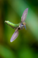 Ruby-throated Hummingbird Sidewinder.  Nashua, NH. 2024