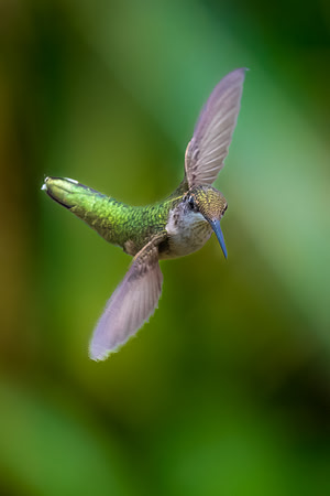 Ruby-throated Hummingbird Sidewinder.  Nashua, NH. 2024