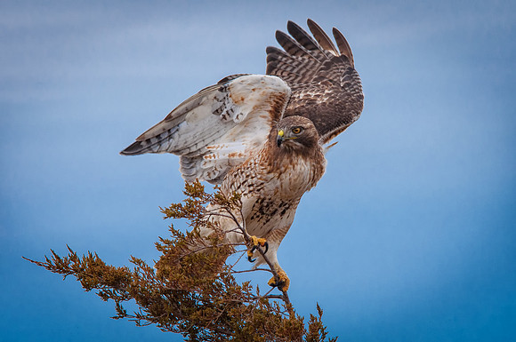 Steading in the Wind, Red Tailed Hawk, Plum Island, MA