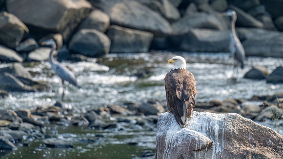 Her Majesty's Court.  Bald Eagle and Great Blue Herons at the River.  Exeter, NH. 2024.