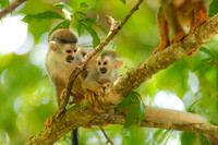 Squirrel Monkey and Child.  Near Manuel Antonio National Park, Costa Rica.