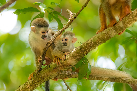 Squirrel Monkey and Child.  Near Manuel Antonio National Park, Costa Rica.