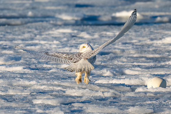 Snowy Owl on Ice Takeoff, Duxbury Bay, Massachusetts.