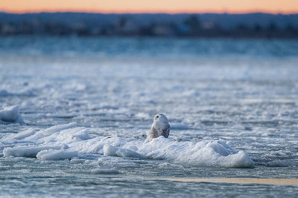 Snowy Owl on Ice at Sunrise, Duxbury Bay, Massachusetts.