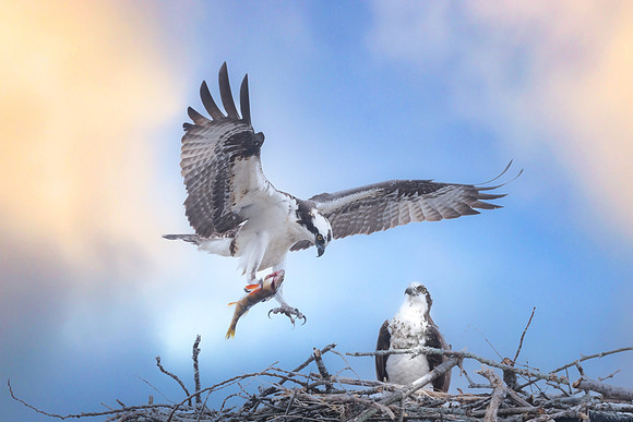 Male Osprey with Fish.  Southern New Hampshire, USA.  April 2022.
