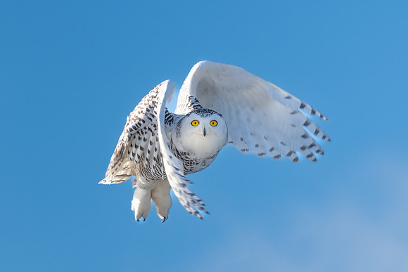 Snowy Owl Launch in Blue Sky.  Coastal New England. January 2022