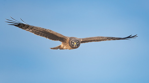 Northern Harrier Locked In. Coastal Massachusetts. January 2022.