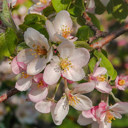Apple Orchards, Hollis, NH