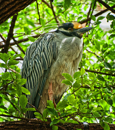 Yellow Crested Heron, San Antonio, TX