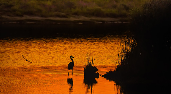 Days End.  Great Blue Heron, Parker River Wildlife Preserve, Plum Island