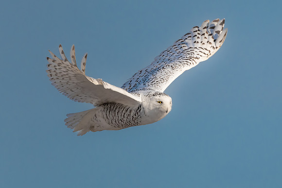Snowy Owl Flying. Coastal New England. January 2022.