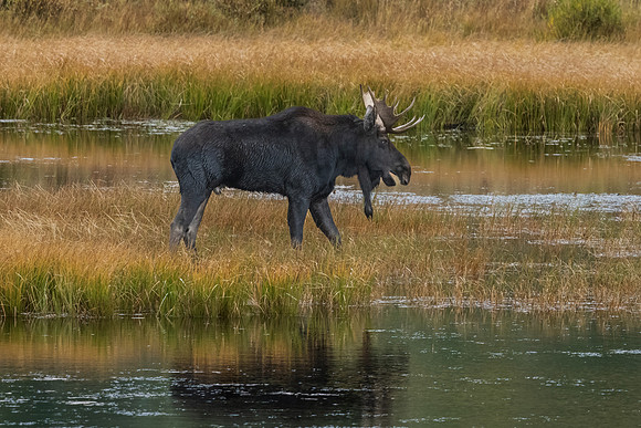 Bull Moose in Pond, RMNP, Colorado.  Fall 2022.