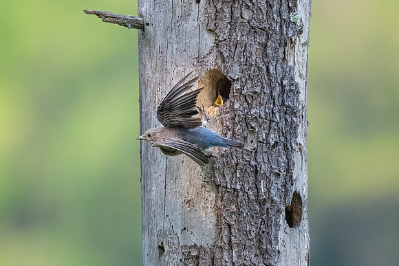 Bluebird with Chick.  Merrimack, NH. 2024.