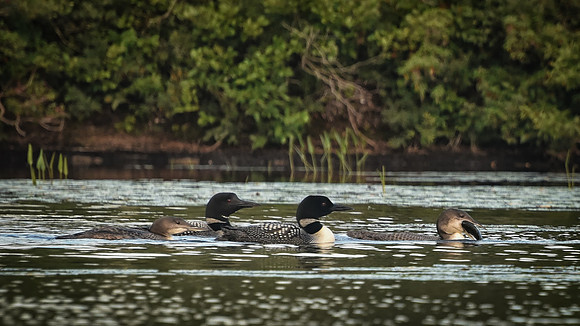 Follow the Leader, Loon Family, Kezar Lake, Sutton, NH 2917