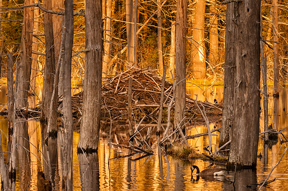 Beaver Dam & Canadian Geese, Monson Settlement, Milford, NH