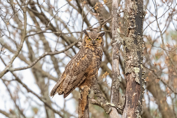 Great Horned Owl Mom.  Arlington, Massachusetts.  May 2022.