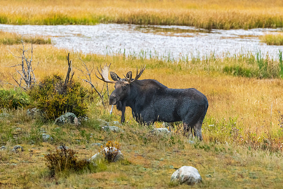 Bull Moose in Meadow. RMNP, Colorado.  Fall 2022.