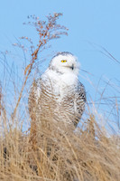 Snowy Owl Portrait. Hampton Beach State Park, NH.