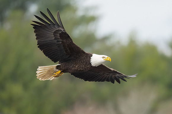 Bald Eagle Flying.  Exerter, NH.