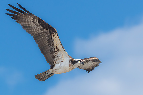 Female Osprey Soaring.  Southern Hew Hampshire.  July 2022.