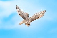 Snowy Owl Ready to Dive. Hampton Beach State Park, NH.