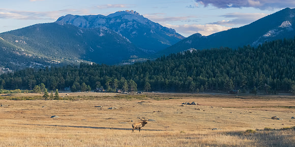 Bull Elk in Moraine Meadows.  RMNP, Colorado. Fall 2022.