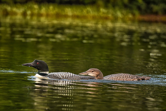 Keeping Up, Loon and Chick, Kezar Lake, Sutton, NH