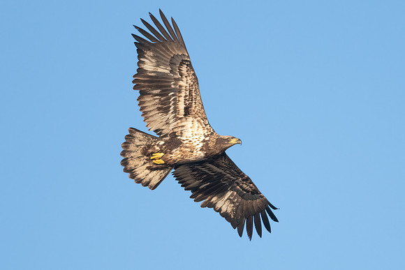 Juvenile Bald Eagle Soaring. Coastal Massachusetts. January 2022.
