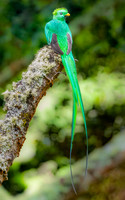 Male Resplesant Quetzal Perched.  Mountains Near Jaco, Costa Rica.