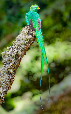 Male Resplesant Quetzal Perched.  Mountains Near Jaco, Costa Rica.