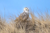 Snowy Owl Perched on Dune  Hampton Beach State Park, NH.