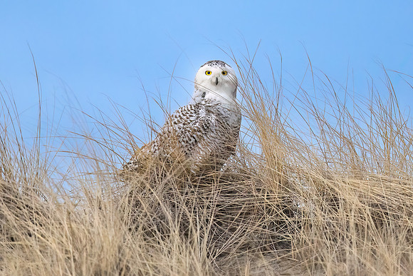 Snowy Owl Perched on Dune  Hampton Beach State Park, NH.