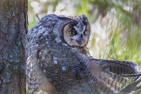 Long-Earred Owl with an Attitude.  Eastern Massachusetts, USA.