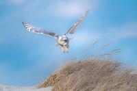 Snowy Owl Landing.  Hampton Beach State Park, NH.