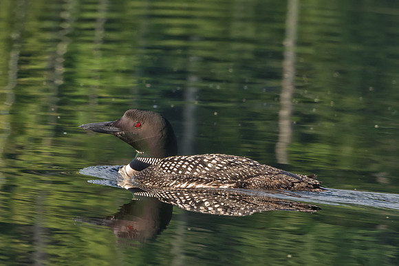 Out for Swim, Adult Loon, Kezar Lake, Sutton, NH 2017