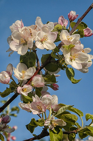 Apple Orchards, Hollis, NH