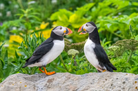 Atlantic Puffins Together.  I'le aux Perroquets, Quebec, Canada.  2023.