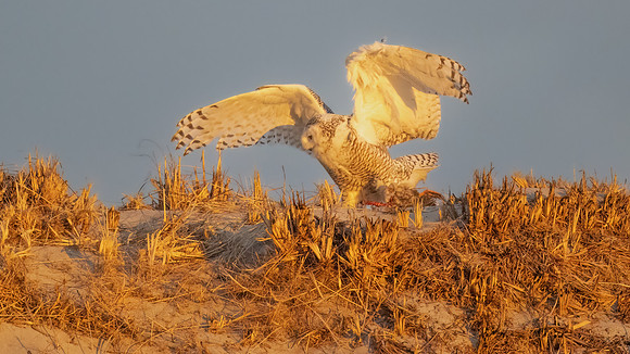 Snowy Owl with Duck Hopping in Golden Light. Hampton Beach State Park, NH.