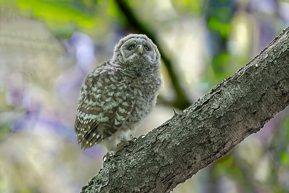 Barred Owlet Looking for Family.  Eastern Massachusetts, USA.
