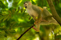 Young Squirrel Monkey.  Near Manuel Antonio National Park, Costa Rica.