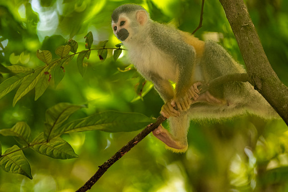 Young Squirrel Monkey.  Near Manuel Antonio National Park, Costa Rica.
