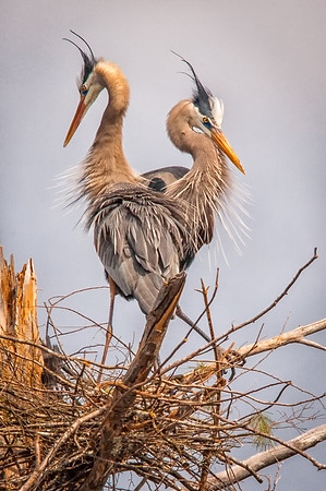 Love Nest Great Blue Herons, Milford, NH