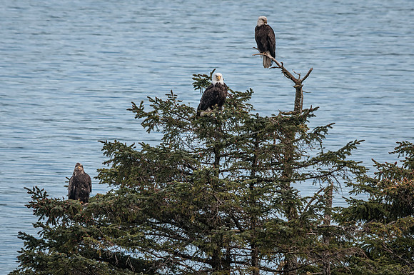 Eagle Family, Sitka Alaska